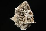 Selenite Desert Rose on Stand - Chihuahua, Mexico #264523-2
